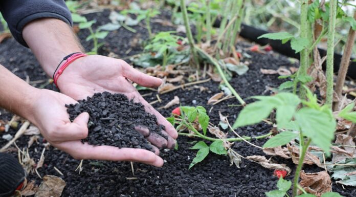 Jak odbudować maliny po upałach? Ściółka organiczna i regeneracja roślin Carbomat okazuje się być interesującą ściółką dla malin