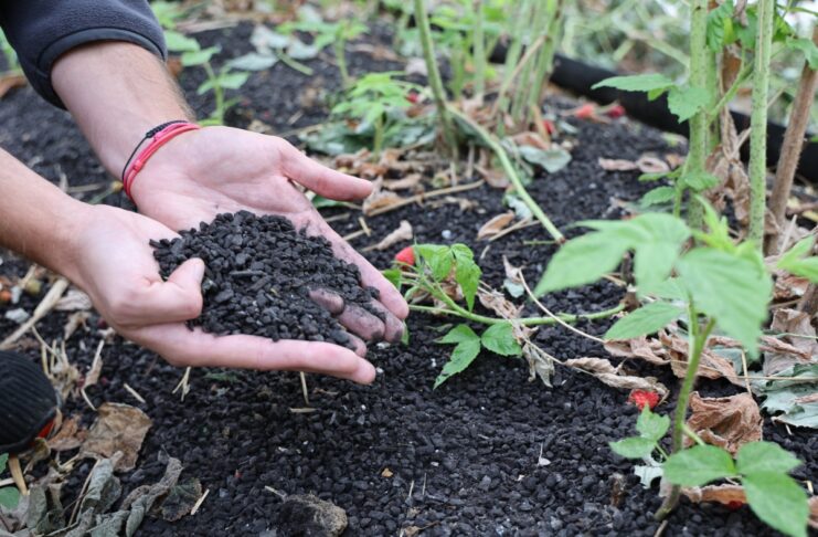 Jak odbudować maliny po upałach? Ściółka organiczna i regeneracja roślin Carbomat okazuje się być interesującą ściółką dla malin