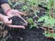 Jak odbudować maliny po upałach? Ściółka organiczna i regeneracja roślin Carbomat okazuje się być interesującą ściółką dla malin