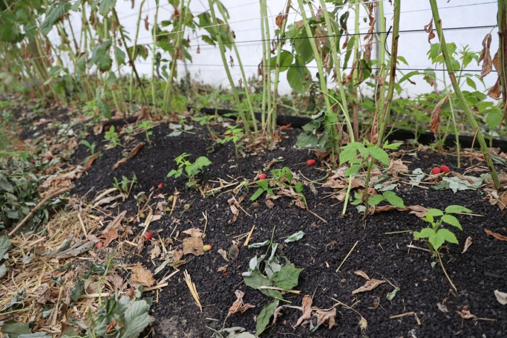 W rzędzie wyściółkowanym materiałem organicznym wyrastała duża liczba pędów.