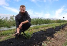 Nowe borówki na „zmęczonej” glebie. Przygotowanie stanowiska po starej plantacji? Dr inz. Radosław Łany, rekomenduje zastosowanie produktu Carbomat w przygotowaniu stanowiska pod uprawę borówki