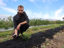 Nowe borówki na „zmęczonej” glebie. Przygotowanie stanowiska po starej plantacji? Dr inz. Radosław Łany, rekomenduje zastosowanie produktu Carbomat w przygotowaniu stanowiska pod uprawę borówki