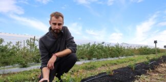 Nowe borówki na „zmęczonej” glebie. Przygotowanie stanowiska po starej plantacji? Dr inz. Radosław Łany, rekomenduje zastosowanie produktu Carbomat w przygotowaniu stanowiska pod uprawę borówki