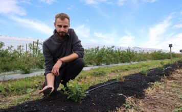 Nowe borówki na „zmęczonej” glebie. Przygotowanie stanowiska po starej plantacji? Dr inz. Radosław Łany, rekomenduje zastosowanie produktu Carbomat w przygotowaniu stanowiska pod uprawę borówki