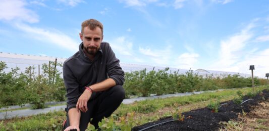 Nowe borówki na „zmęczonej” glebie. Przygotowanie stanowiska po starej plantacji? Dr inz. Radosław Łany, rekomenduje zastosowanie produktu Carbomat w przygotowaniu stanowiska pod uprawę borówki