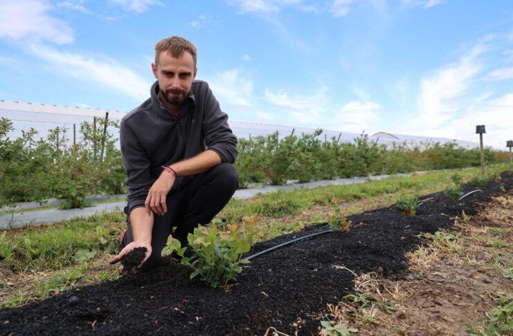 Nowe borówki na „zmęczonej” glebie. Przygotowanie stanowiska po starej plantacji? Dr inz. Radosław Łany, rekomenduje zastosowanie produktu Carbomat w przygotowaniu stanowiska pod uprawę borówki