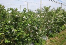 Borówki wymagają wsparcia. Czy pożyteczne bakterie poprawią jakość owoców? Odbicie plonujące krzewy borówki w kwaterze Borówkowego Factory