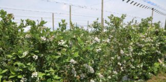 Borówki wymagają wsparcia. Czy pożyteczne bakterie poprawią jakość owoców? Odbicie plonujące krzewy borówki w kwaterze Borówkowego Factory