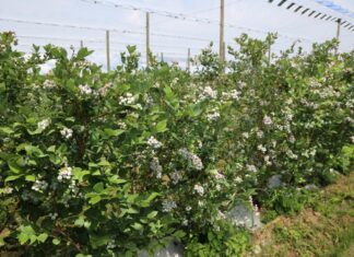 Borówki wymagają wsparcia. Czy pożyteczne bakterie poprawią jakość owoców? Odbicie plonujące krzewy borówki w kwaterze Borówkowego Factory
