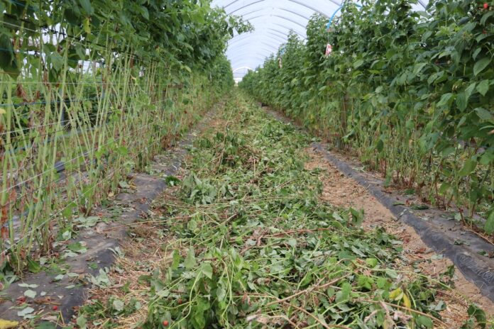 mf_bf_08_07_A66A9227 Plantacja malin po zakończonym zbiorze z pędów dwuletnich