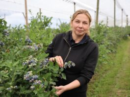 Muszka plamoskrzydła może zaatakować w czasie zbiorów borówki. Jak ograniczyć ryzyko strat? Barbara Witkowska, Bayer