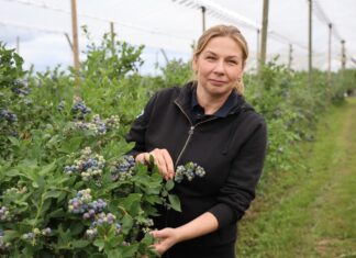Muszka plamoskrzydła może zaatakować w czasie zbiorów borówki. Jak ograniczyć ryzyko strat? Barbara Witkowska, Bayer
