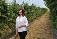 ‘Enrosadira’ po letnim zbiorze. Jak ograniczyć przędziorka i przygotować rośliny do jesiennego owocowania? Justyna Wasiak, Sumi Agro Poland