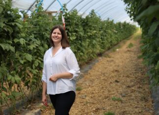‘Enrosadira’ po letnim zbiorze. Jak ograniczyć przędziorka i przygotować rośliny do jesiennego owocowania? Justyna Wasiak, Sumi Agro Poland