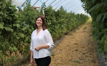 ‘Enrosadira’ po letnim zbiorze. Jak ograniczyć przędziorka i przygotować rośliny do jesiennego owocowania? Justyna Wasiak, Sumi Agro Poland