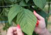‘Enrosadira’ przed kwitnieniem. Jakie szkodniki zagrażają plantacji? LIść maliny z objawami żerowania przędziorków