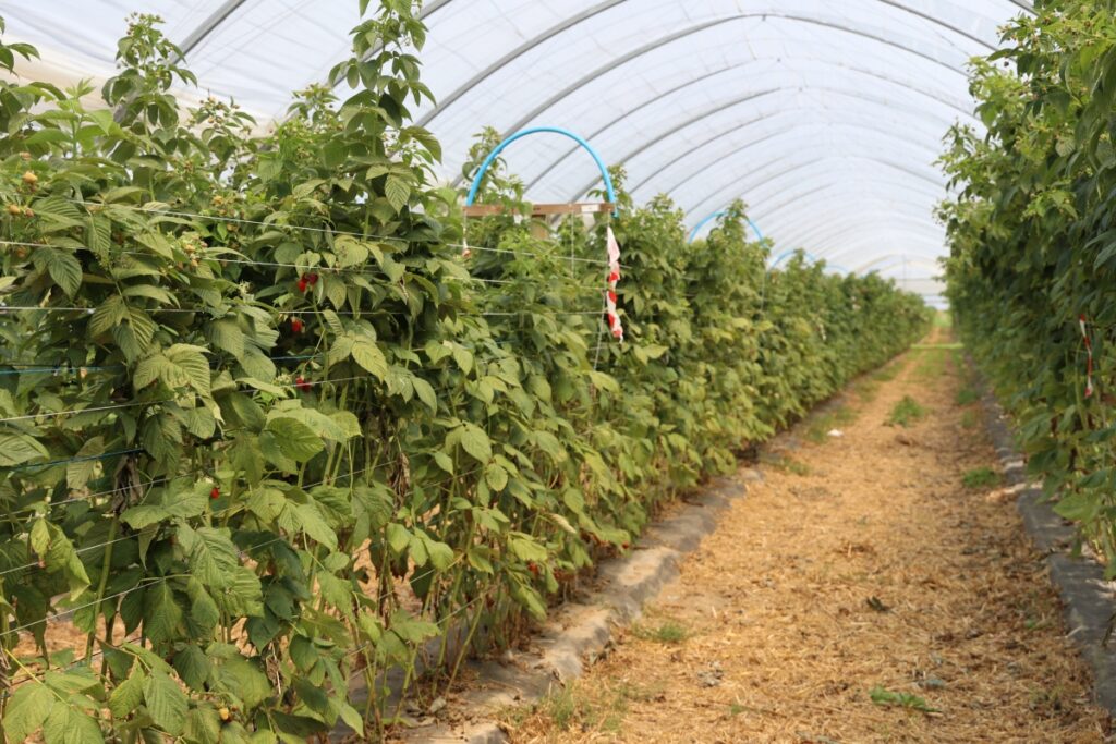 Plantacja malin prowadzona na dwa zbiory - tutaj po wycięciu pędów 2-letnich