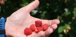 Maliny po upałach i deszczach. Jak zadbać o zdrowotność roślin i jakość owoców? malina