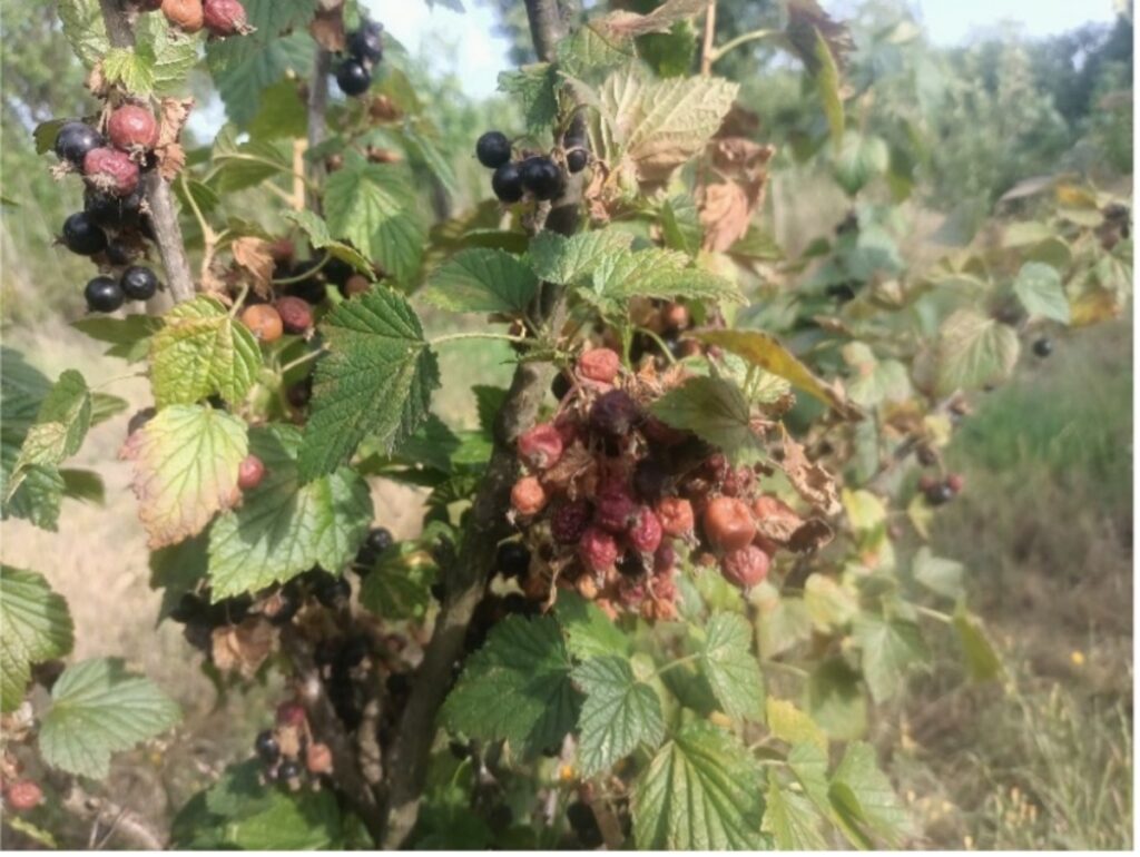 Fot. 2 i 3. Zasychanie i przedwczesne marszczenie się owoców porzeczki (czerwonej i czarnej) w gronach na skutek wysokich temperatur i silnego nasłonecznienia