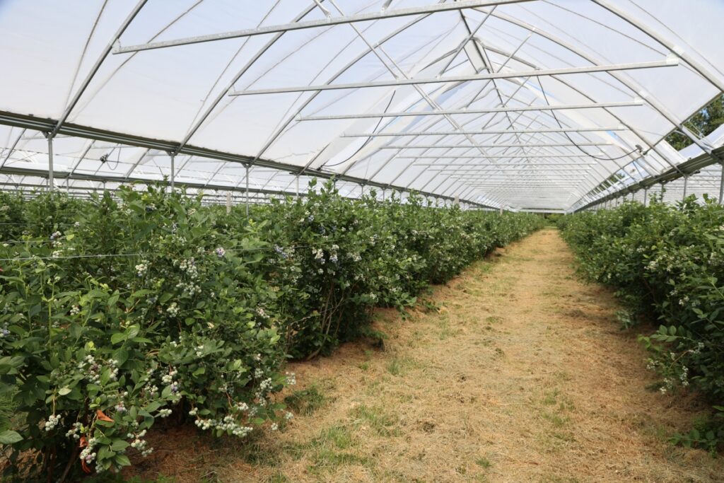 Uprawa borówki w tunelach Total Vent z firmy Haygrove