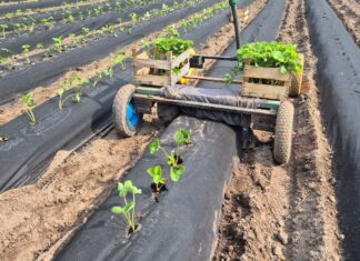 Sadzenie truskawek z sadzonek fresh plug podczas upałów. Jak przygotować plantację, by nie stracić roślin?
