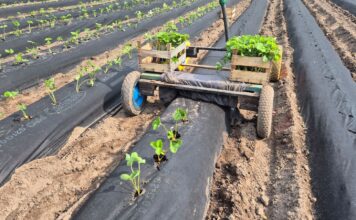 Sadzenie truskawek z sadzonek fresh plug podczas upałów. Jak przygotować plantację, by nie stracić roślin?