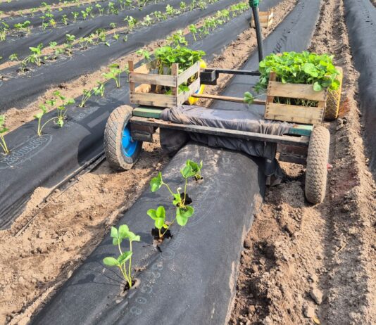 Sadzenie truskawek z sadzonek fresh plug podczas upałów. Jak przygotować plantację, by nie stracić roślin?
