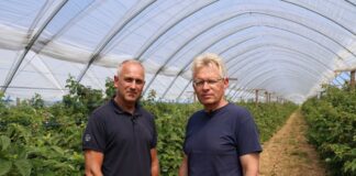 Biologiczna ochrona malin w praktyce. Na co zwrócić uwagę podczas wykonywania zabiegów?