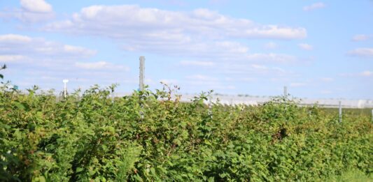 Maliny w drugiej części sezonu – ochrona, odżywianie i przygotowanie do zimy maliny, malinowe factory,