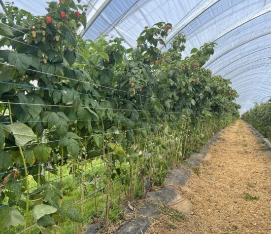 Jak przygotować maliny na upały i długi okres zbiorów? maliny Enrosadira