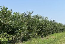 Borówka po zbiorach – czas na budowanie plonu na kolejny sezon borówka po zbiorach