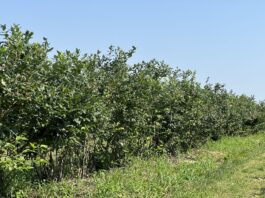 Borówka po zbiorach – czas na budowanie plonu na kolejny sezon borówka po zbiorach
