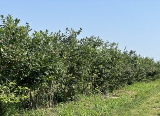 Borówka po zbiorach – czas na budowanie plonu na kolejny sezon borówka po zbiorach