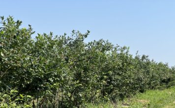 Borówka po zbiorach – czas na budowanie plonu na kolejny sezon borówka po zbiorach