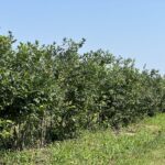 borówka po zbiorach