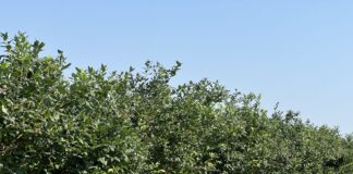 Borówka po trudnym sezonie. Czas na regenerację i jesienne nawożenie borówka po zbiorach