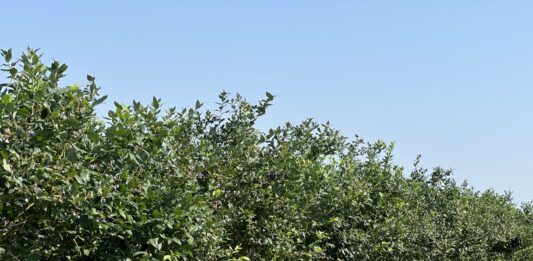 Borówka po trudnym sezonie. Czas na regenerację i jesienne nawożenie borówka po zbiorach