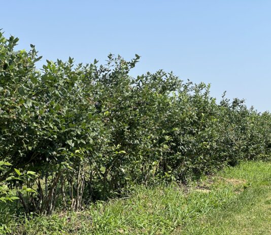 Borówka po trudnym sezonie. Czas na regenerację i jesienne nawożenie borówka po zbiorach
