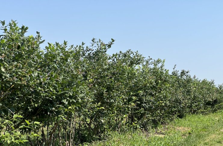 Borówka po trudnym sezonie. Czas na regenerację i jesienne nawożenie borówka po zbiorach