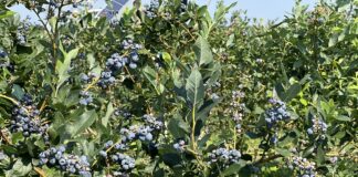 Mikrobiologia w żywieniu borówki. Jak efektywniej wykorzystywać składniki pokarmowe? mikrobiologia w żywieniu borówki