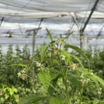 fertygacja i biostymulacja malin jesiennych