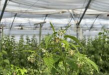Fertygacja i biostymulacja malin jesiennych w okresie kwitnienia i upałów fertygacja i biostymulacja malin jesiennych