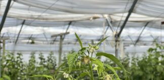 Fertygacja i biostymulacja malin jesiennych w okresie kwitnienia i upałów fertygacja i biostymulacja malin jesiennych