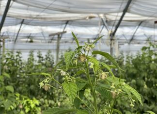 Fertygacja i biostymulacja malin jesiennych w okresie kwitnienia i upałów fertygacja i biostymulacja malin jesiennych