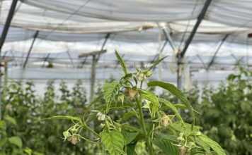 Fertygacja i biostymulacja malin jesiennych w okresie kwitnienia i upałów fertygacja i biostymulacja malin jesiennych