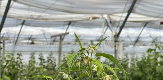 Fertygacja i biostymulacja malin jesiennych w okresie kwitnienia i upałów fertygacja i biostymulacja malin jesiennych