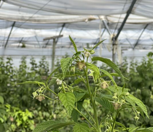 Fertygacja i biostymulacja malin jesiennych w okresie kwitnienia i upałów fertygacja i biostymulacja malin jesiennych