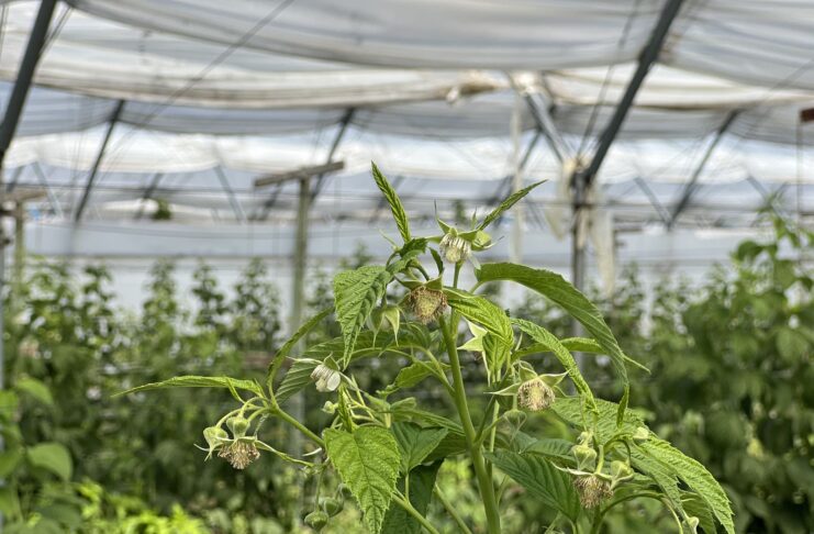 Fertygacja i biostymulacja malin jesiennych w okresie kwitnienia i upałów fertygacja i biostymulacja malin jesiennych