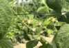 Maliny w stresie wysokich temperatur – jak wspierać rośliny podczas upałów?