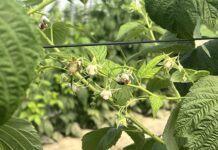 Maliny w stresie wysokich temperatur – jak wspierać rośliny podczas upałów?